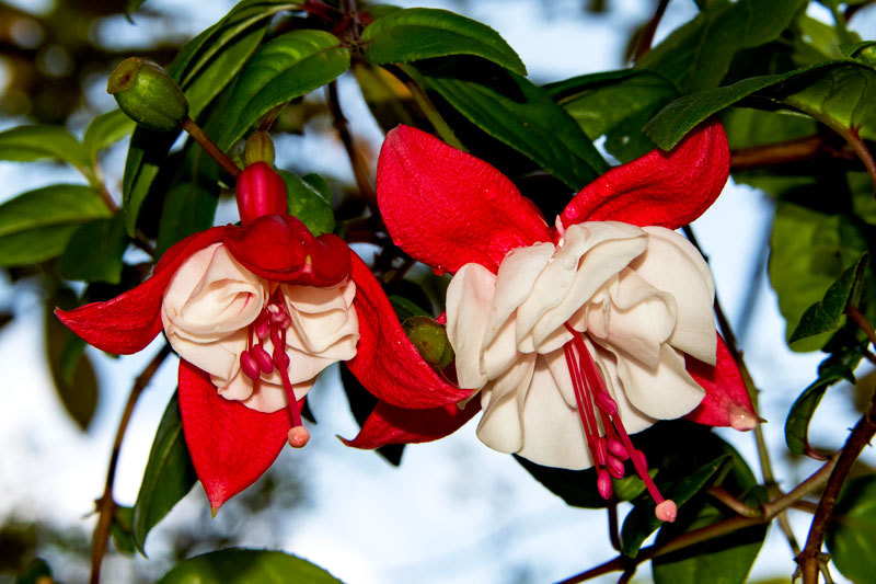 Fuchsia x hybrida